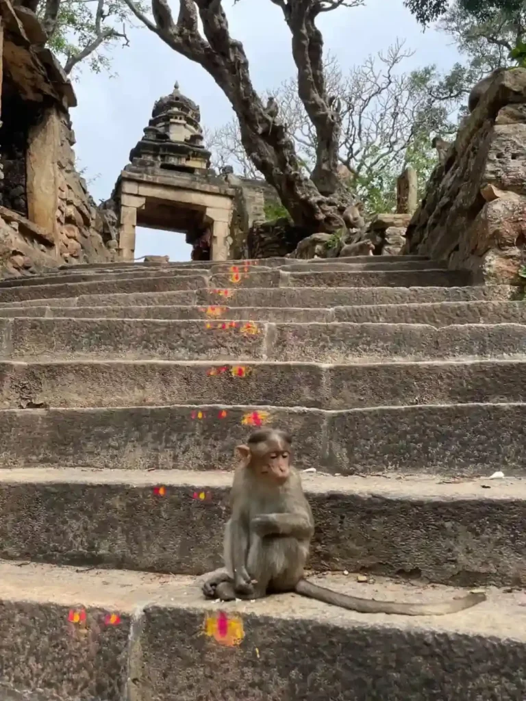 monkey2